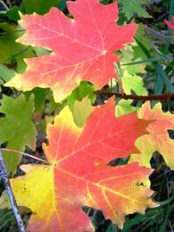 Fall leaves